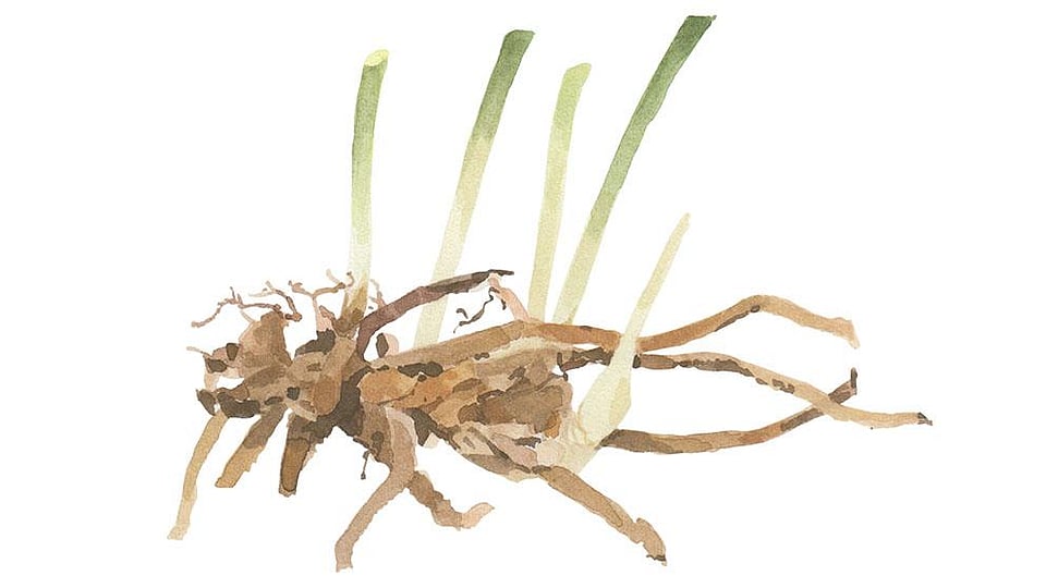 Ruscus Aculeatus Root Extract